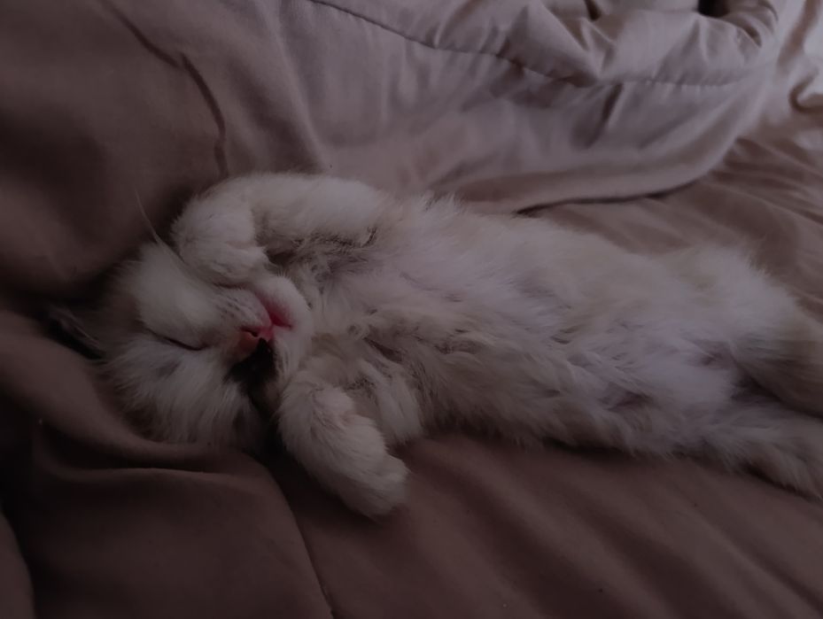 Отдам котенка в хорошие руки