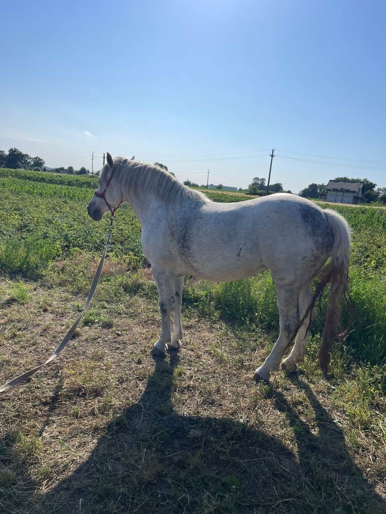 Vând iapa în vârstă de 7 ani