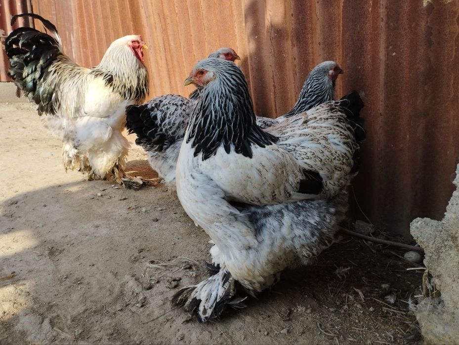 Bramalar ulgurji narxlarda donasi