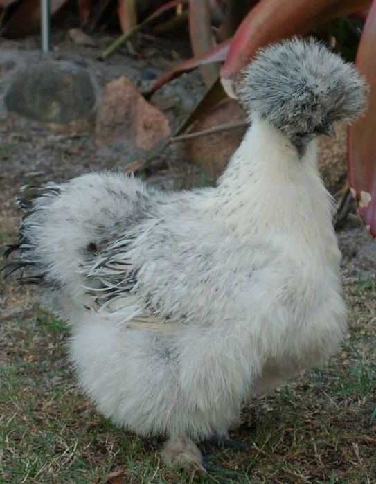 Gaini de matase japoneze Silkie (perechi, pui, oua)