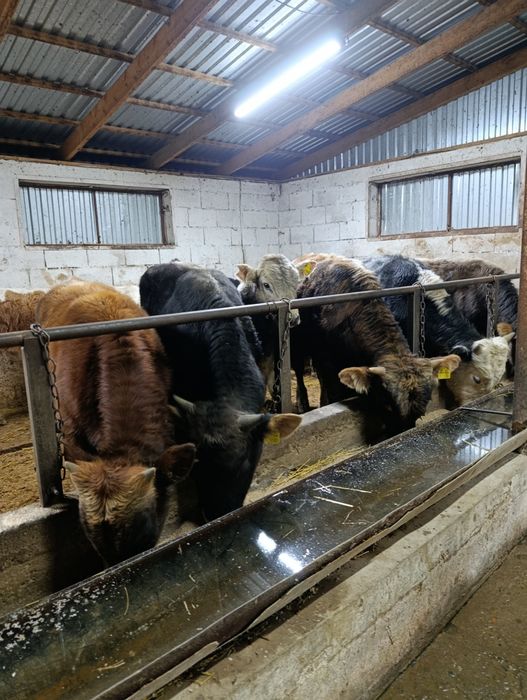 Продаются бычки  годовалые и полторашки