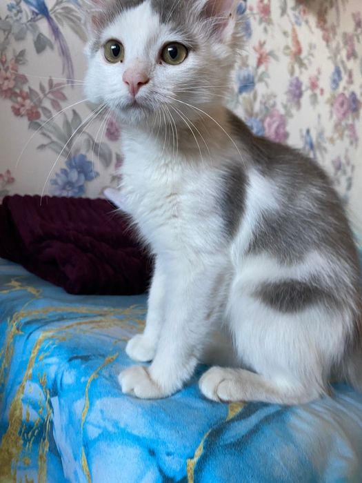 Котенык коасивыи