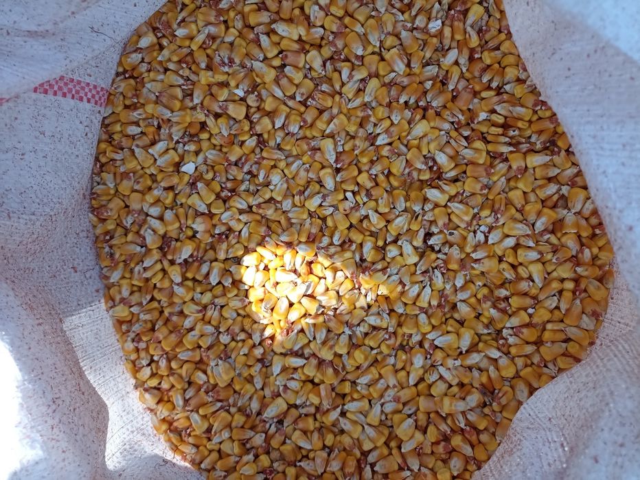 Vând porumb boabe 2026