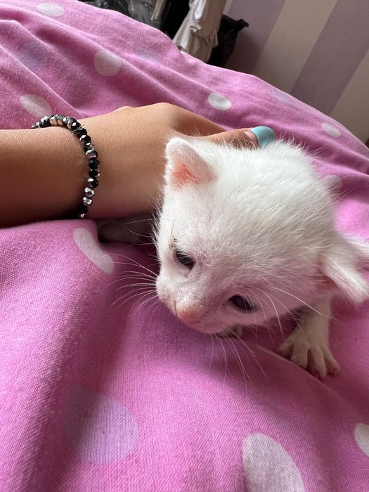 Подарявам 5 котенца