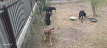 Cățelușe spre adoptie