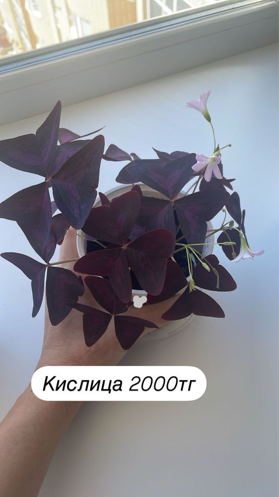 Комнатные цветы….