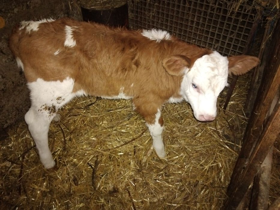 Vand doua vitele foarte frumoase