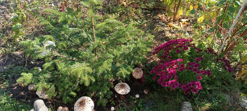 Vand Braduti naturali