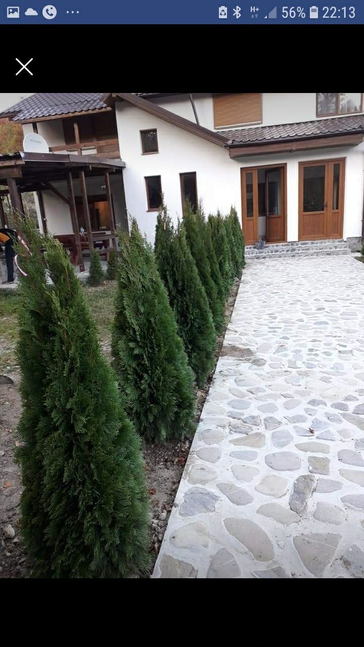 Pante ornamentale pentru gradina dvs