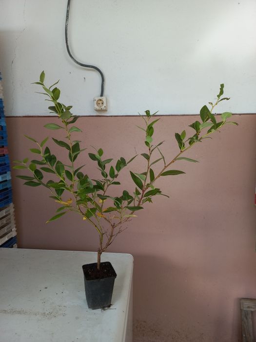 Plante Coacaz Aronia Afin