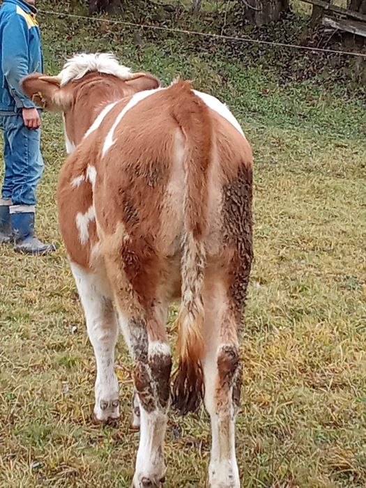 Vitea de vânzare Vidra ,Alba