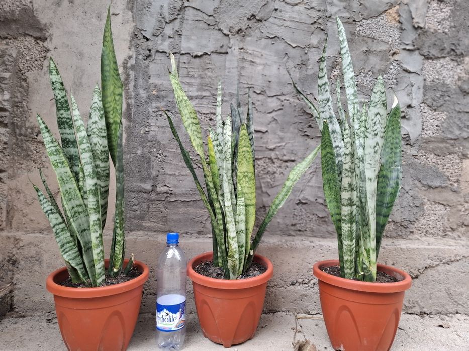 Конатные цветы.Сансевиера.