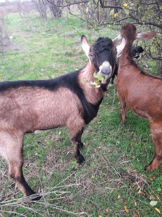 Capră tânără la a doua fătare, montată și țap  tânăr 10 luni