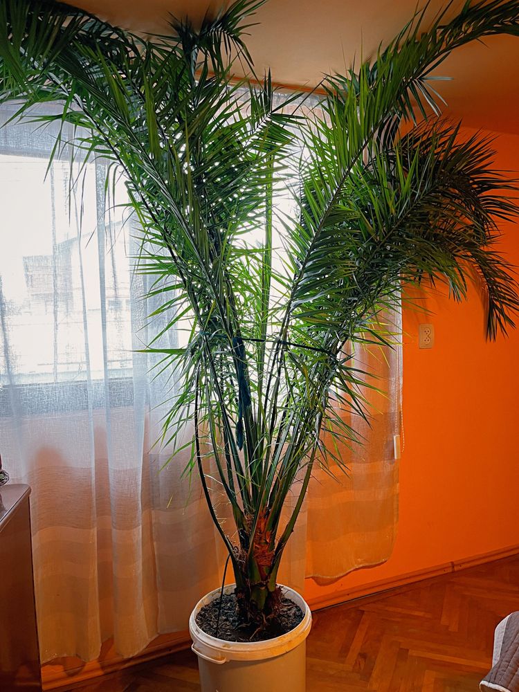 Planta decorativa Phoenix dactylifera sau palmier curmal