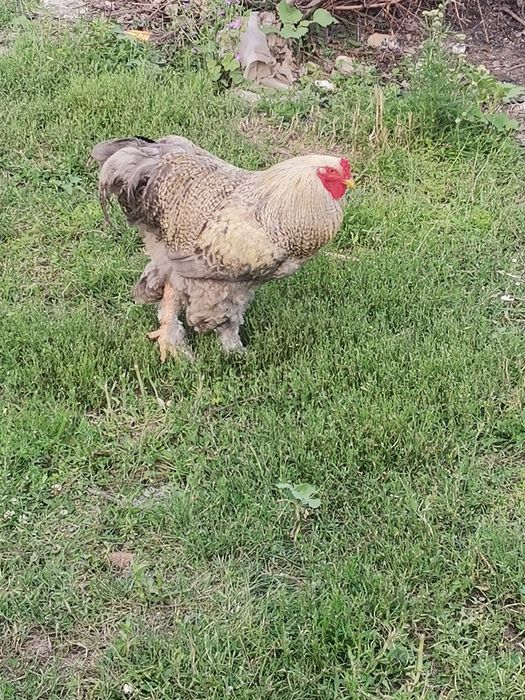 Schimb/Găini și cocoși brahma