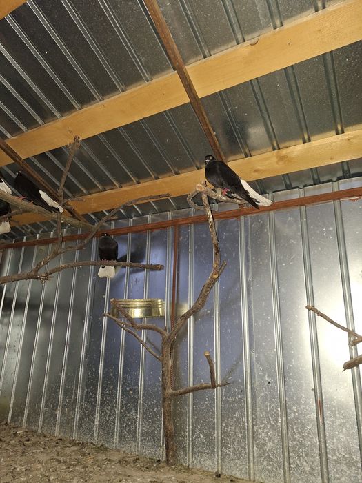 De vânzare porumbei cod alb