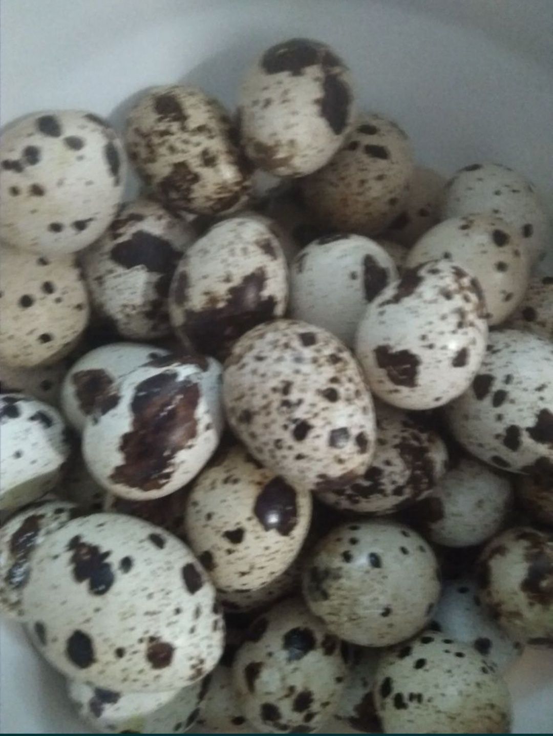Перепелиные яйца перепелов (японцев)