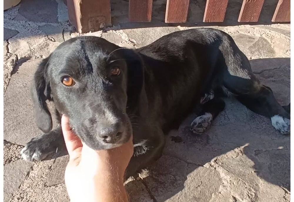 Catel mascul metis teckell