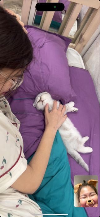 Шотландская котенка продоется