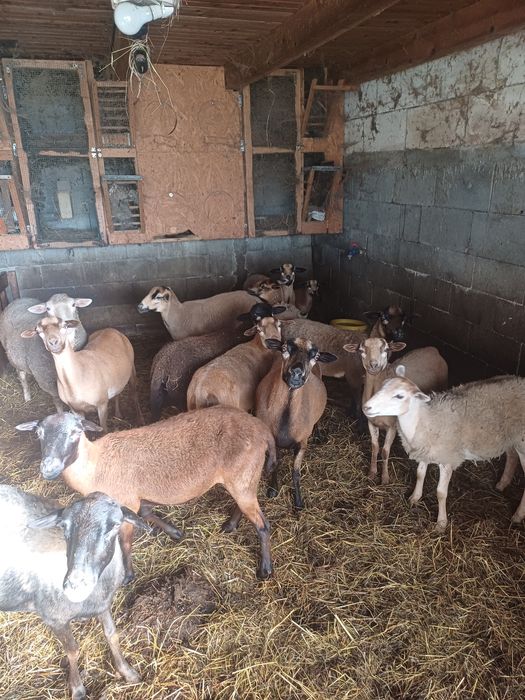 Animale de vanzare
