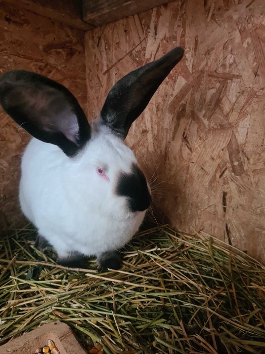 Urias de transilvania