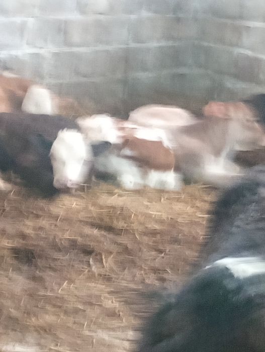 Vaci și vitei  de vânzare