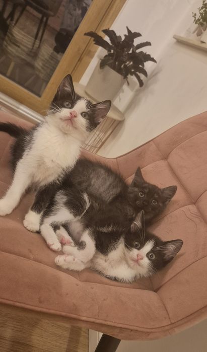 Pisicuțe caută stăpâni