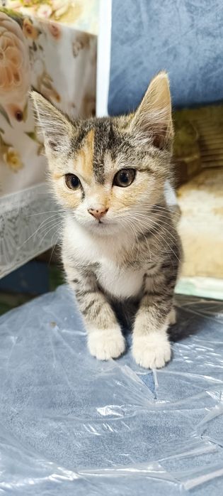 Игристый катенок