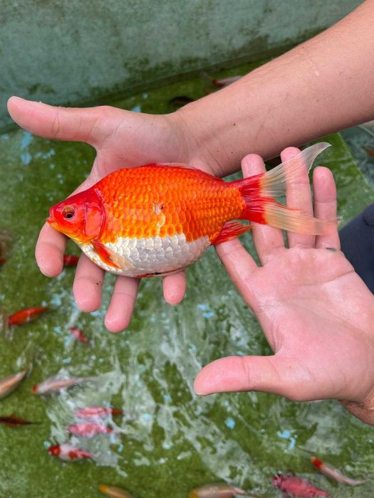 Vand Pești Iaz / Acvariu - Carasi aurii/Colorati