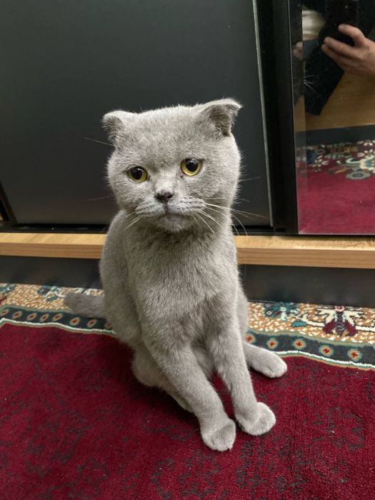 Скотиш фолд кот .