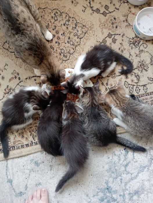 Отдаем котят в хорошие руки. Котята самостоятельные. К латку приучены