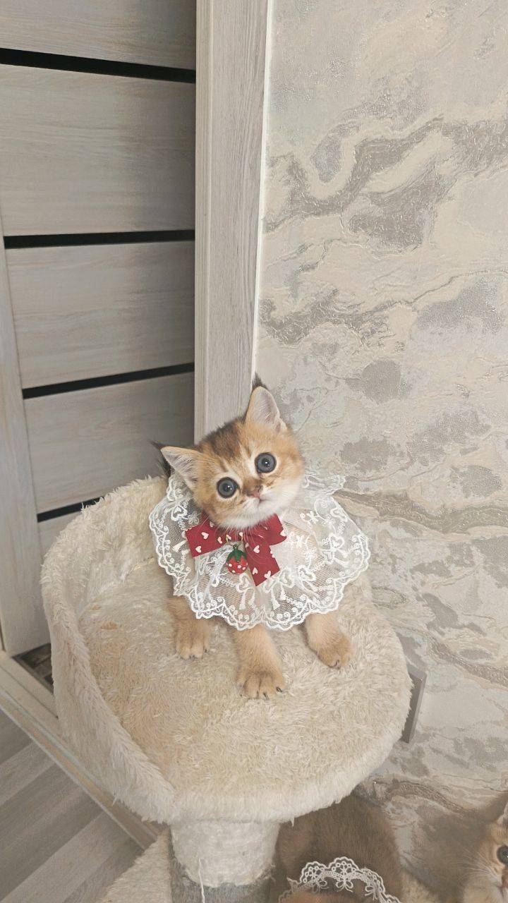 Продаю котят шиншил