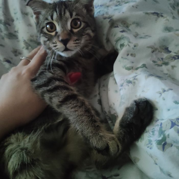 Отдам бесплатно домашнего Котика