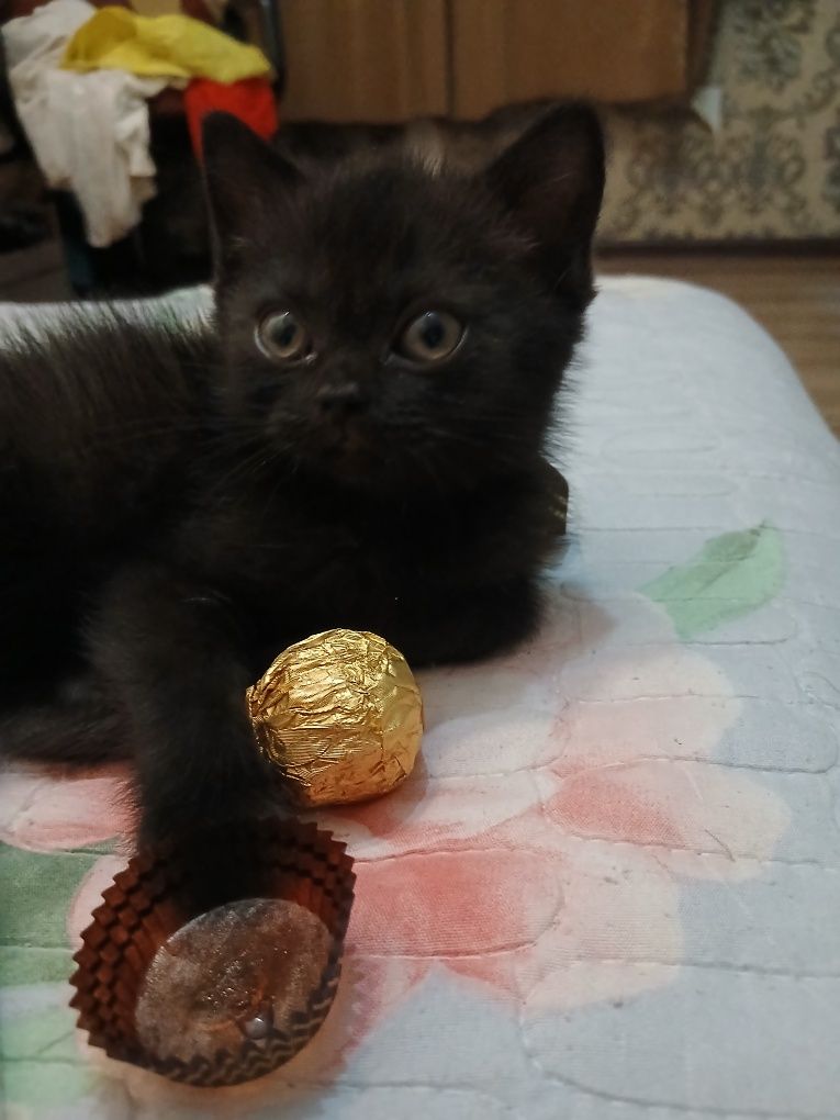 Продаётся котёнок девочка