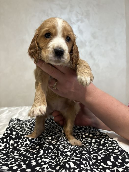 Кокер-Спингер Шпаньол