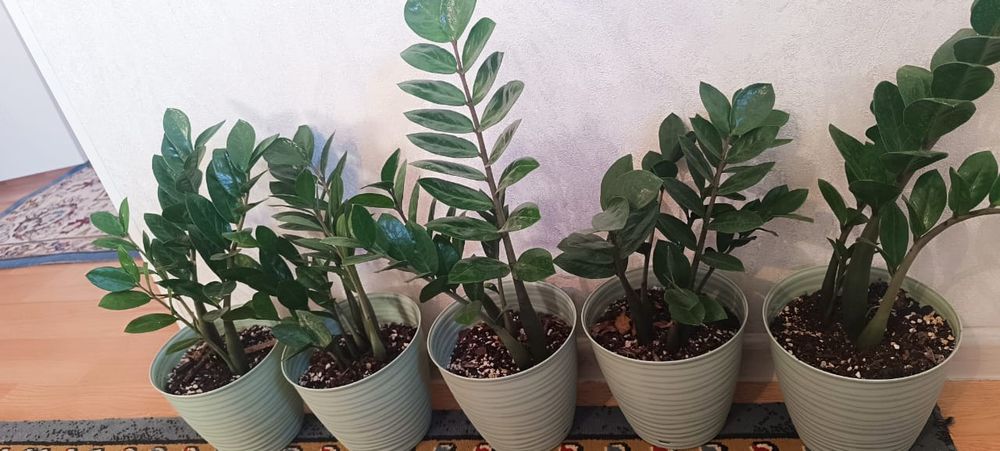 Замиакулькас 1жылдык 6000тг