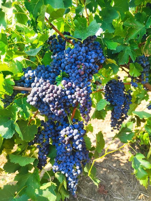 Struguri de vânzare pentru vin!