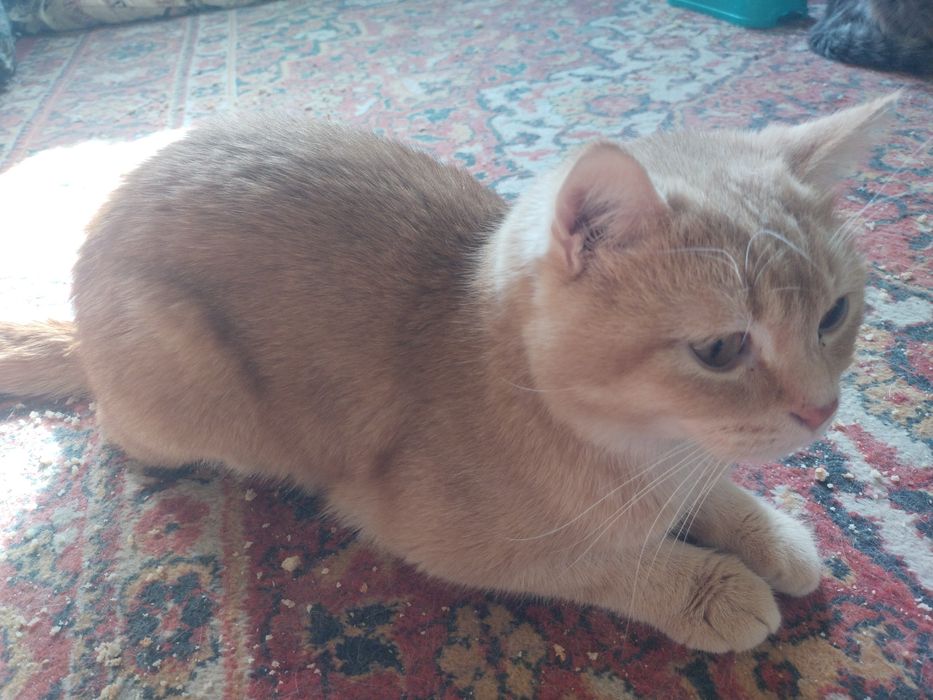 Mushuklar sotiladi oladiganlar uchun xamyonbob narxda