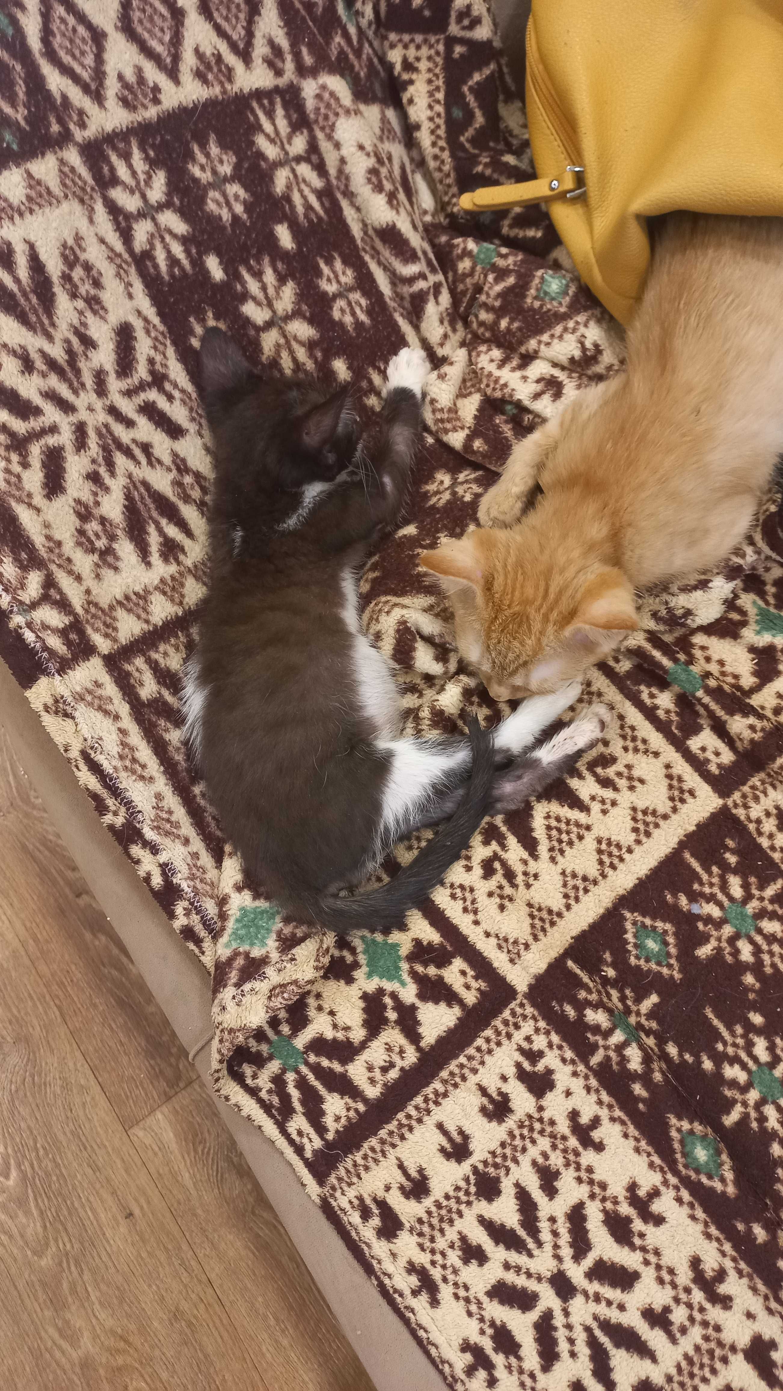 Отдам котят двух девочек в хорошие руки