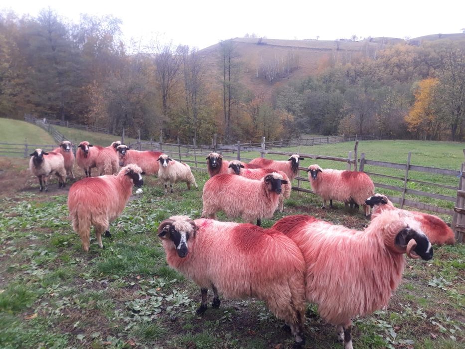 Vînd oi tinere si frumoase