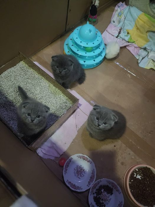 Продаются Шотландские чистокровные котята