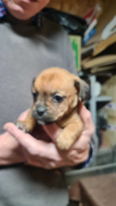 Ofer spre adopție căței talie mica