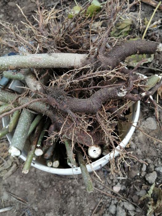 Butasi Paulownia, kiwi și rodieri