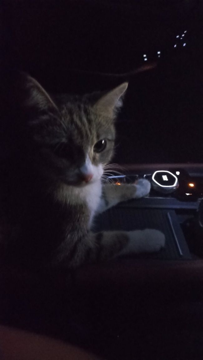 Одам бесплатно котят