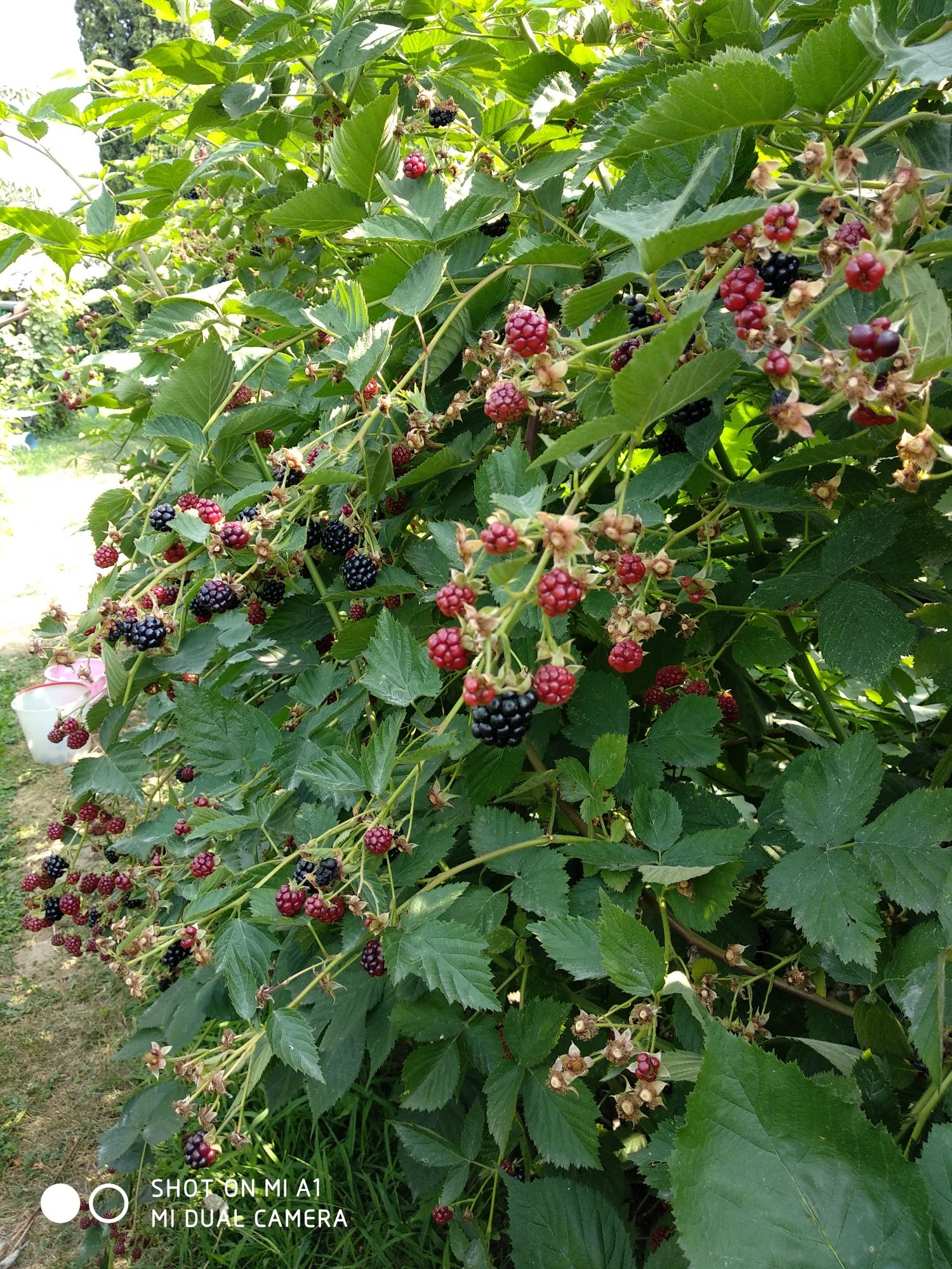 Продам саженцы малины.