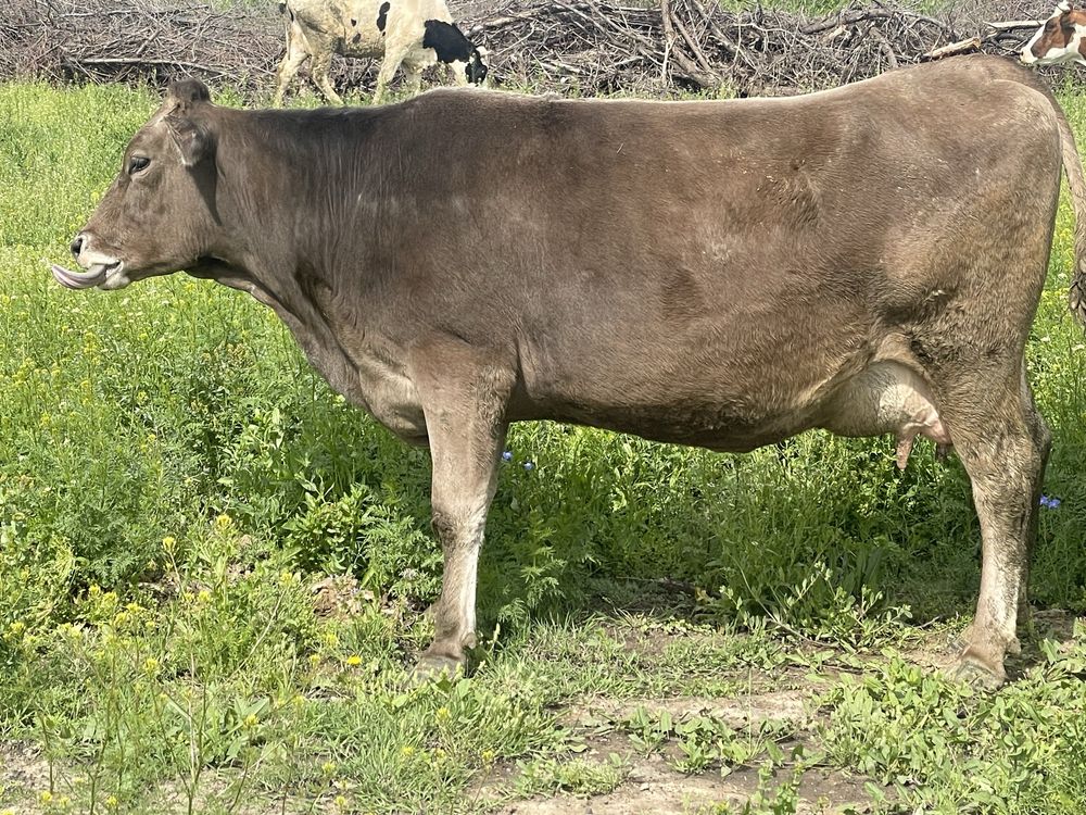 Продам корову алатауский породу после отела 35 литр дает