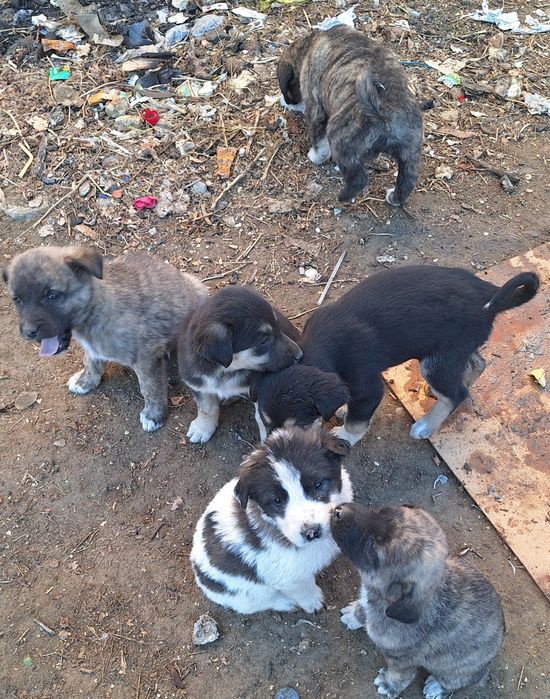 Бесплатно в добрые руки