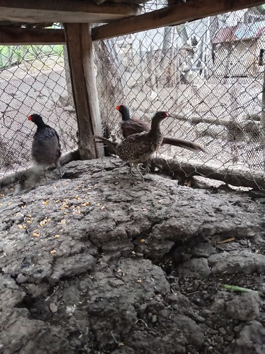 Vând fazani 2025 masculi