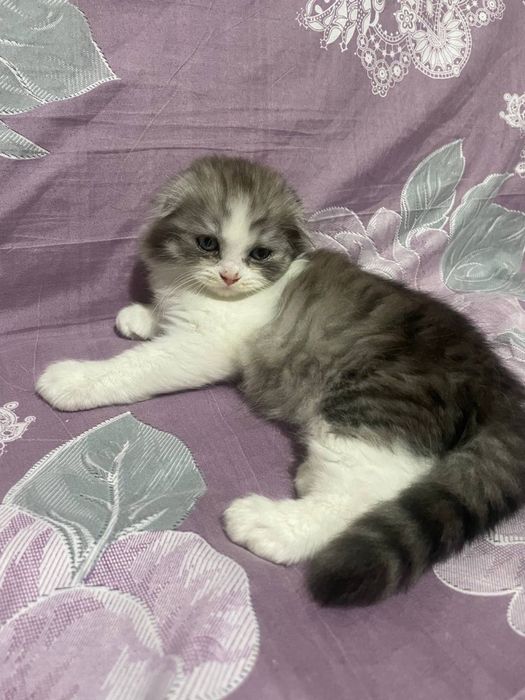 Шотланский веслохий котчта