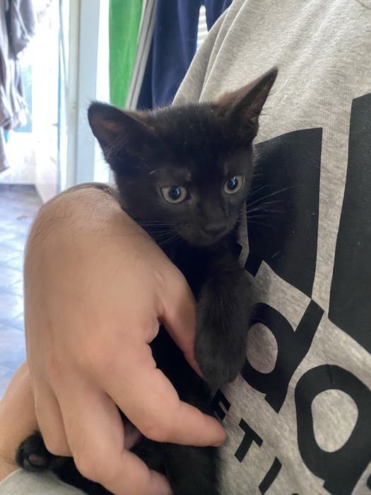 Подарявам красиво черно котенце.
